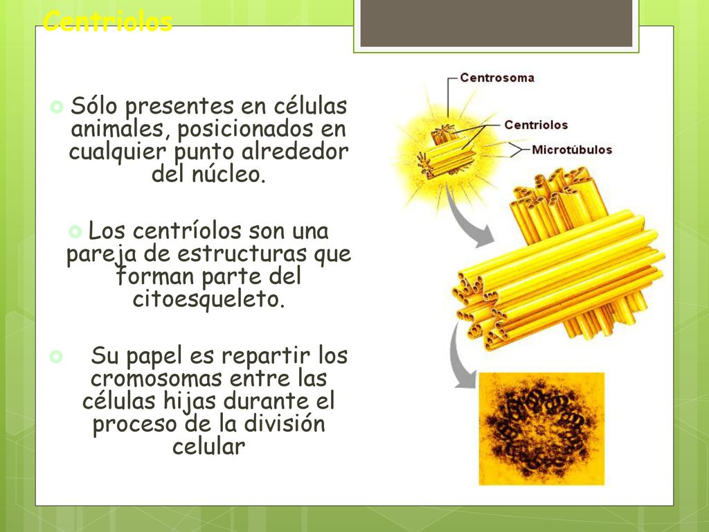 Centriolos Sólo presentes en células animales, posicionados en cualquier punto alrededor del núcleo.