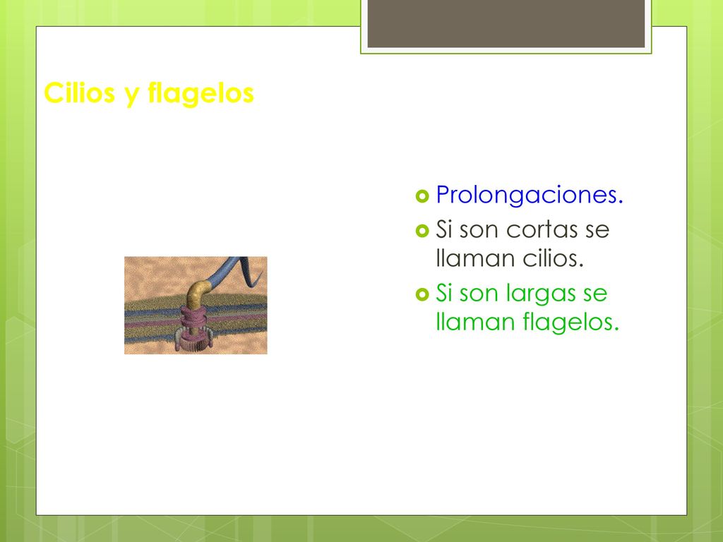 Cilios y flagelos Prolongaciones. Si son cortas se llaman cilios.