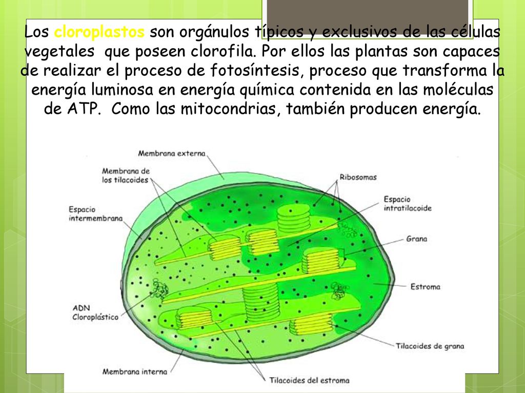 Los cloroplastos son orgánulos típicos y exclusivos de las células vegetales que poseen clorofila.