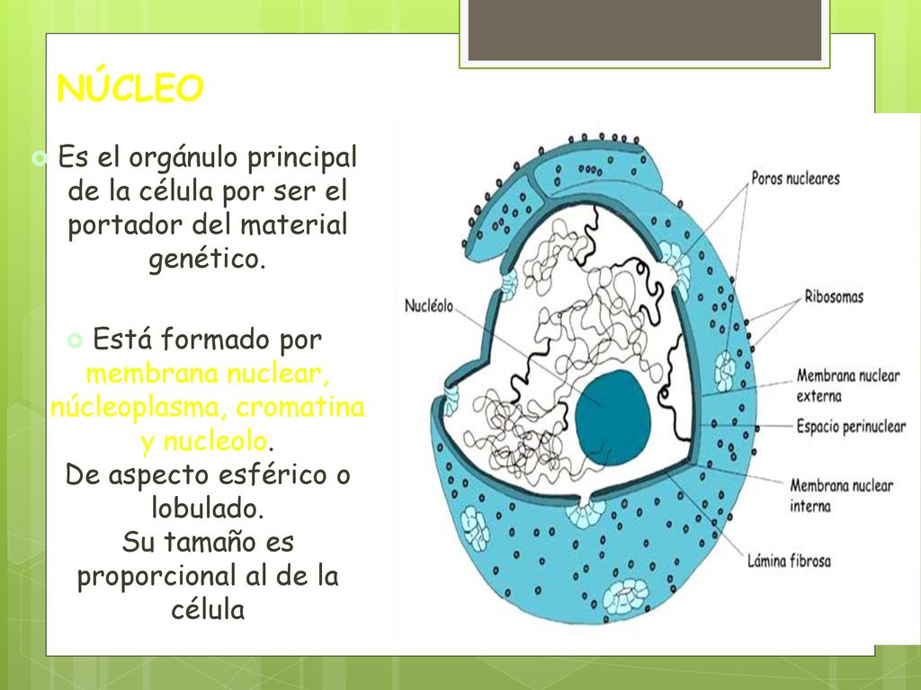 NÚCLEO Es el orgánulo principal de la célula por ser el portador del material genético.