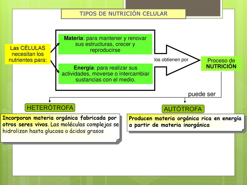 puede ser HETERÓTROFA AUTÓTROFA TIPOS DE NUTRICIÓN CELULAR