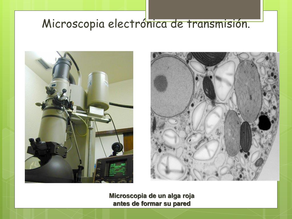 Microscopia de un alga roja antes de formar su pared