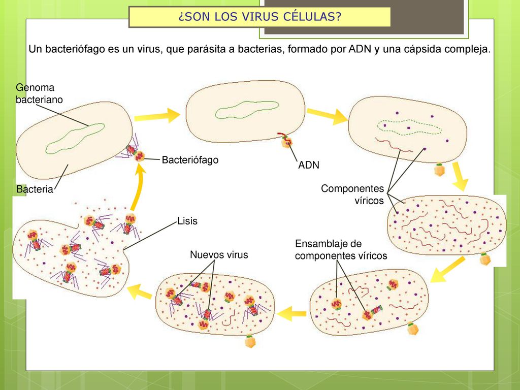 ¿SON LOS VIRUS CÉLULAS Un bacteriófago es un virus, que parásita a bacterias, formado por ADN y una cápsida compleja.