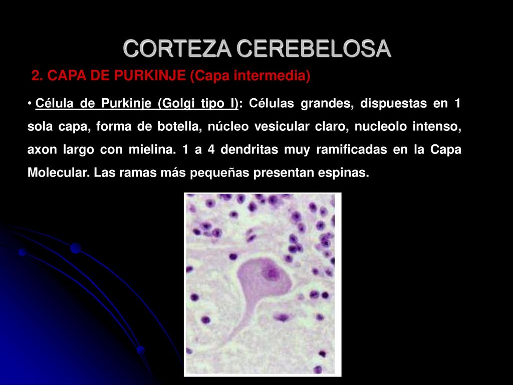 CORTEZA CEREBELOSA 2. CAPA DE PURKINJE (Capa intermedia)