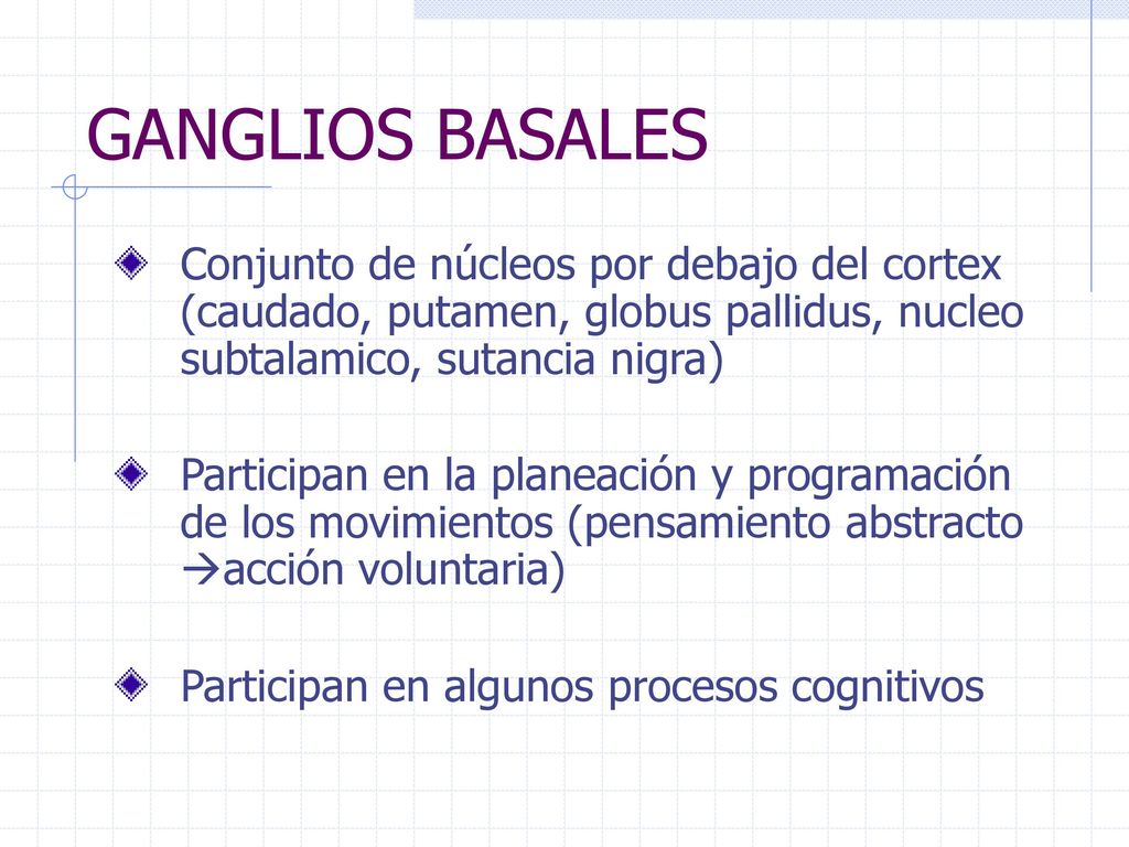GANGLIOS BASALES Conjunto de núcleos por debajo del cortex (caudado, putamen, globus pallidus, nucleo subtalamico, sutancia nigra)