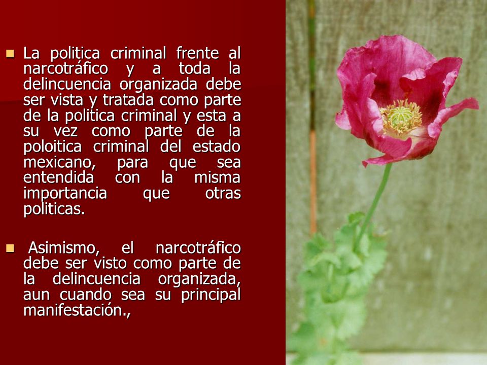 La politica criminal frente al narcotráfico y a toda la delincuencia organizada debe ser vista y tratada como parte de la politica criminal y esta a su vez como parte de la poloitica criminal del estado mexicano, para que sea entendida con la misma importancia que otras politicas.