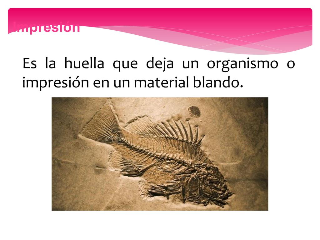 Es la huella que deja un organismo o impresión en un material blando.