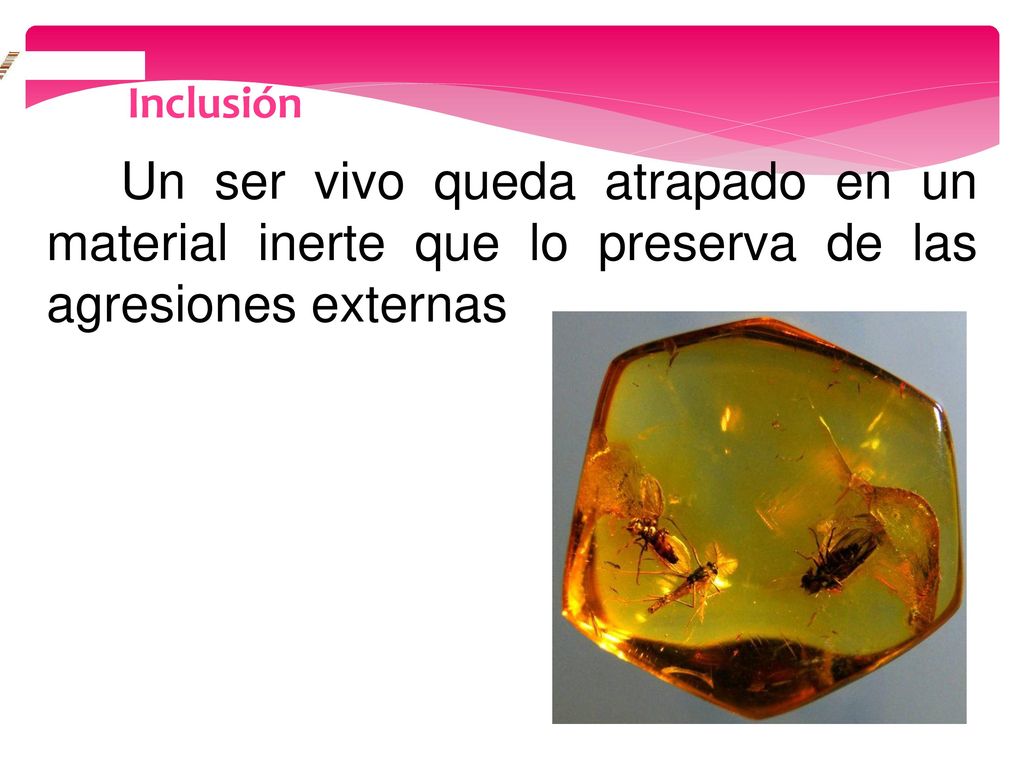 Inclusión Un ser vivo queda atrapado en un material inerte que lo preserva de las agresiones externas.