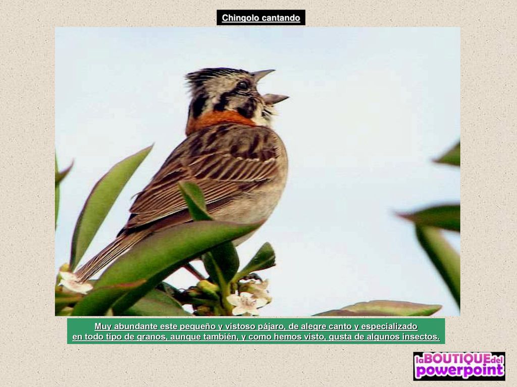Chingolo cantando Muy abundante este pequeño y vistoso pájaro, de alegre canto y especializado.