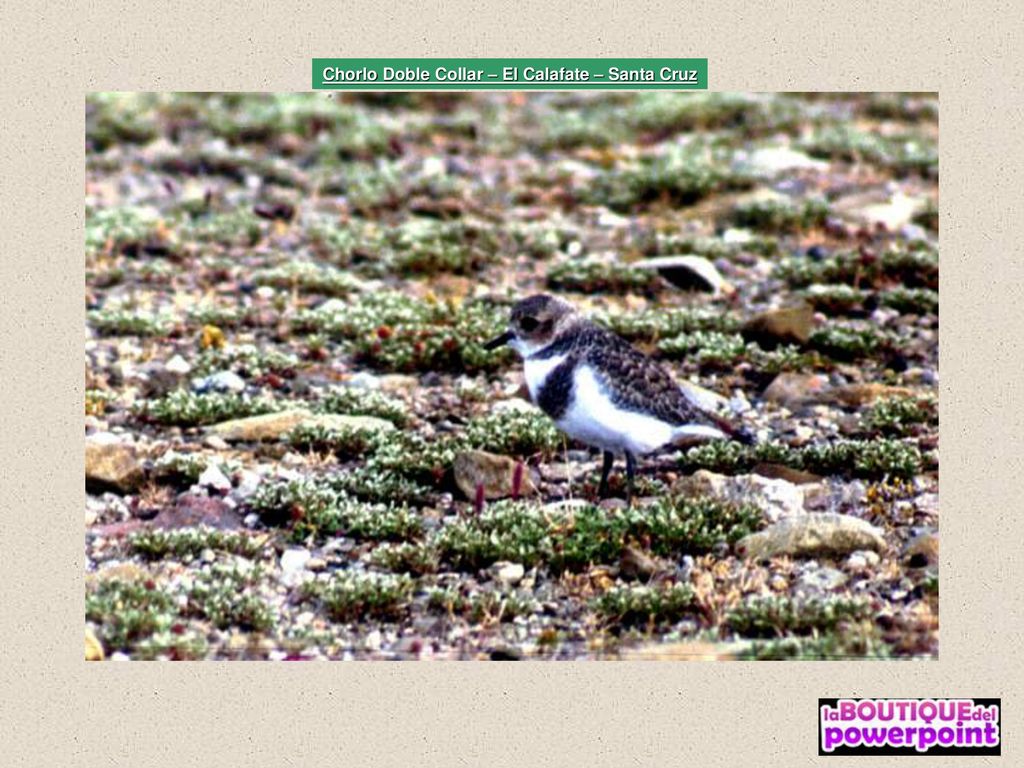 Chorlo Doble Collar – El Calafate – Santa Cruz