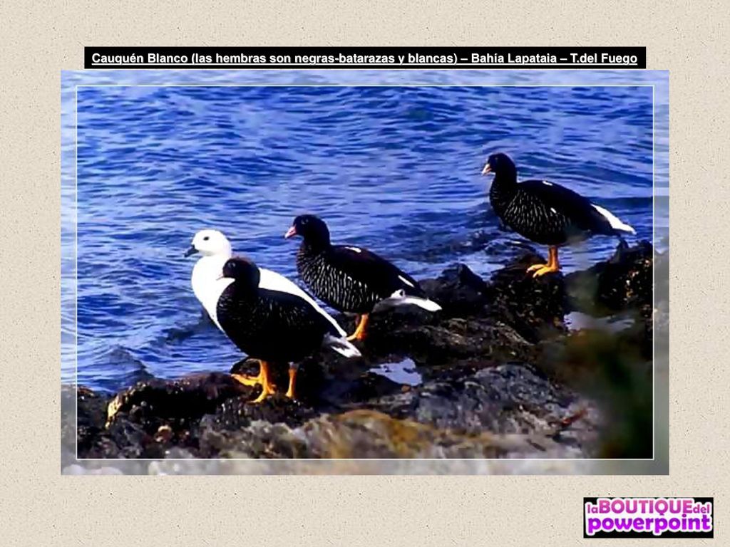 Cauquén Blanco (las hembras son negras-batarazas y blancas) – Bahía Lapataia – T.del Fuego