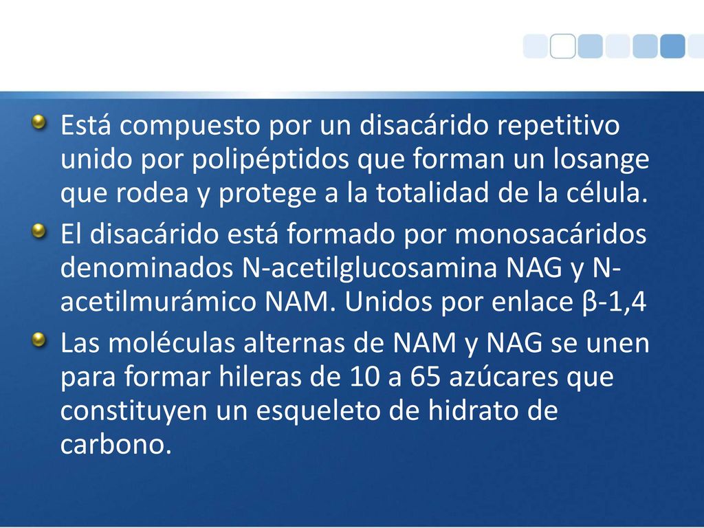 Está compuesto por un disacárido repetitivo unido por polipéptidos que forman un losange que rodea y protege a la totalidad de la célula.