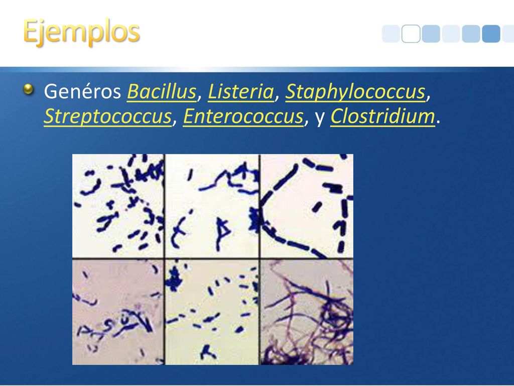 Ejemplos Genéros Bacillus, Listeria, Staphylococcus, Streptococcus, Enterococcus, y Clostridium.