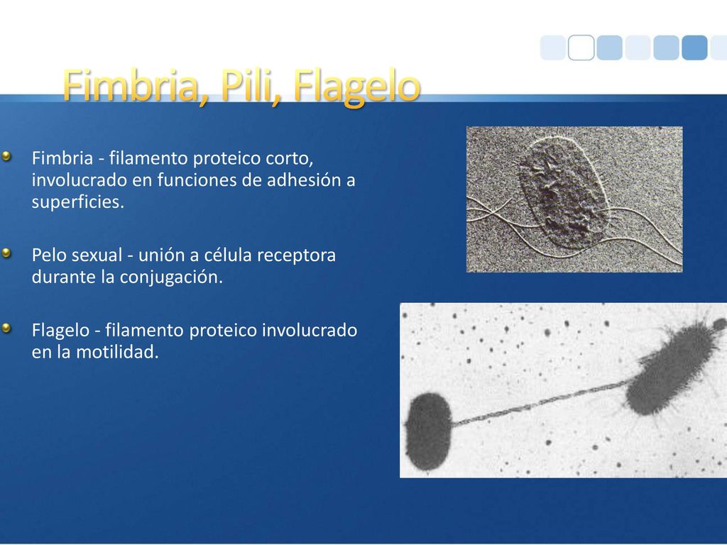 Fimbria, Pili, Flagelo Fimbria - filamento proteico corto, involucrado en funciones de adhesión a superficies.