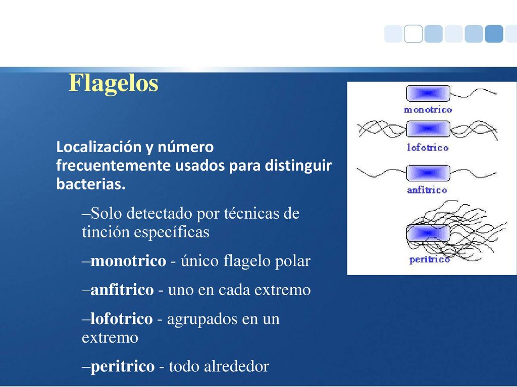 Flagelos Localización y número frecuentemente usados para distinguir bacterias. Solo detectado por técnicas de tinción específicas.