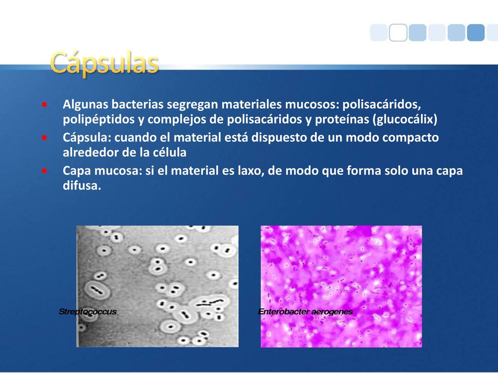 Cápsulas Algunas bacterias segregan materiales mucosos: polisacáridos, polipéptidos y complejos de polisacáridos y proteínas (glucocálix)