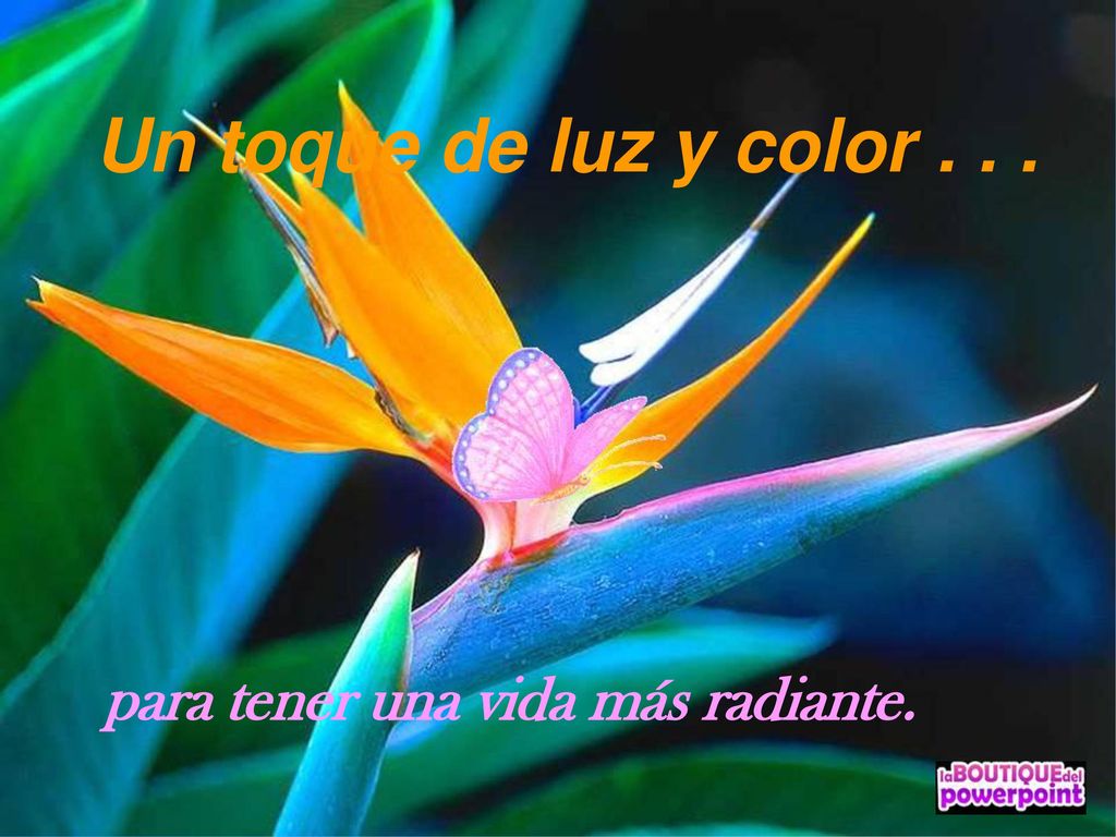 Un toque de luz y color para tener una vida más radiante.
