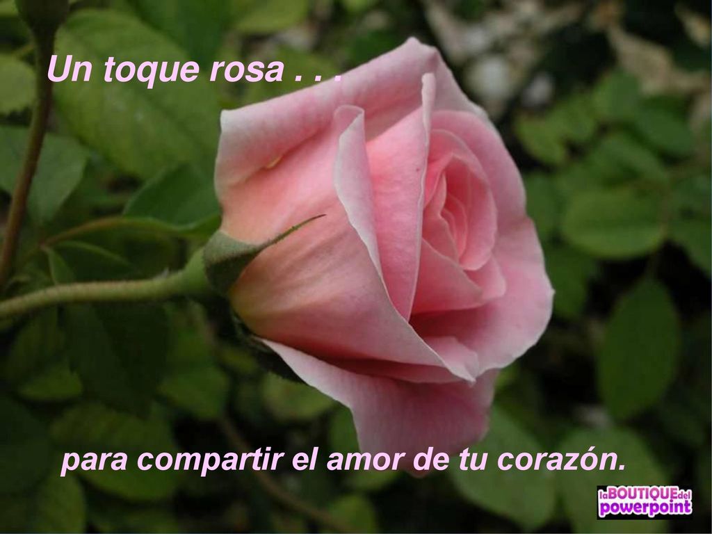 Un toque rosa para compartir el amor de tu corazón.