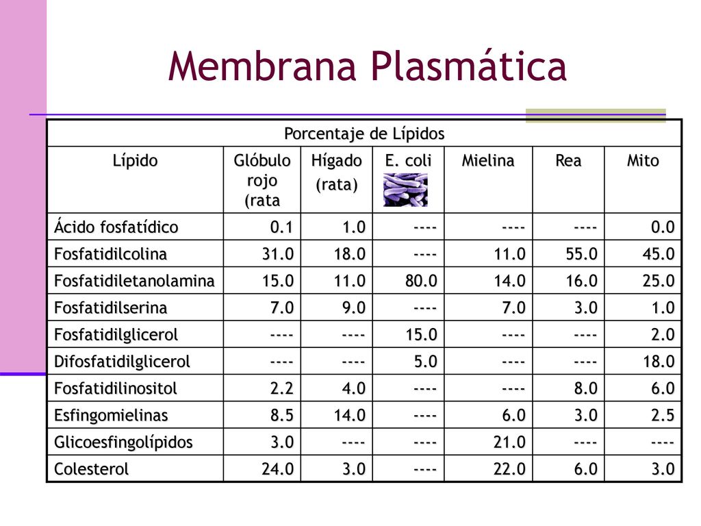 Membrana Plasmática Porcentaje de Lípidos Lípido Glóbulo rojo (rata