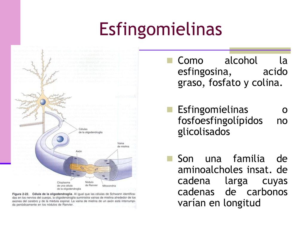 Esfingomielinas Como alcohol la esfingosina, acido graso, fosfato y colina. Esfingomielinas o fosfoesfingolípidos no glicolisados.