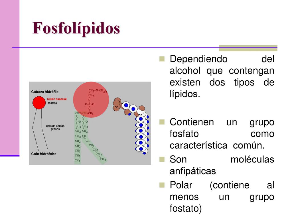 Fosfolípidos Dependiendo del alcohol que contengan existen dos tipos de lípidos. Contienen un grupo fosfato como característica común.