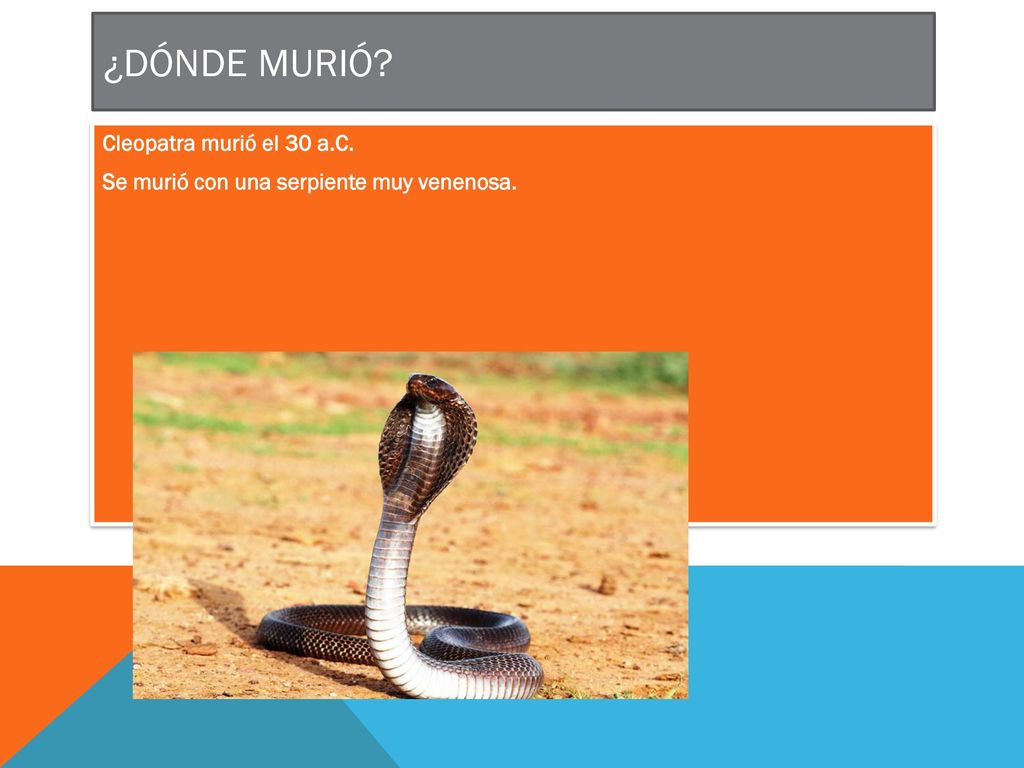 ¿Dónde murió Cleopatra murió el 30 a.C. Se murió con una serpiente muy venenosa.
