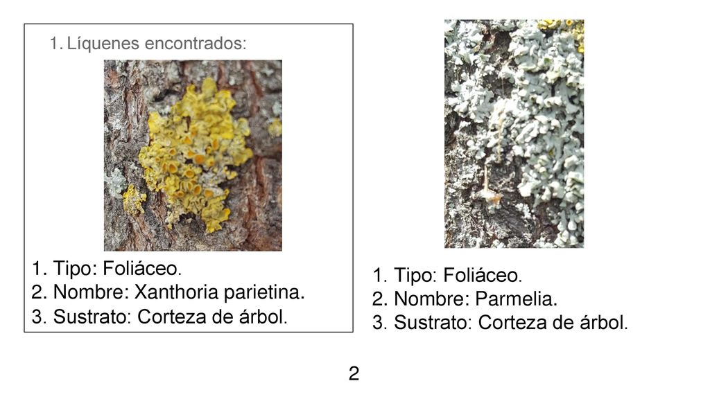 2. Nombre: Xanthoria parietina. 3. Sustrato: Corteza de árbol.