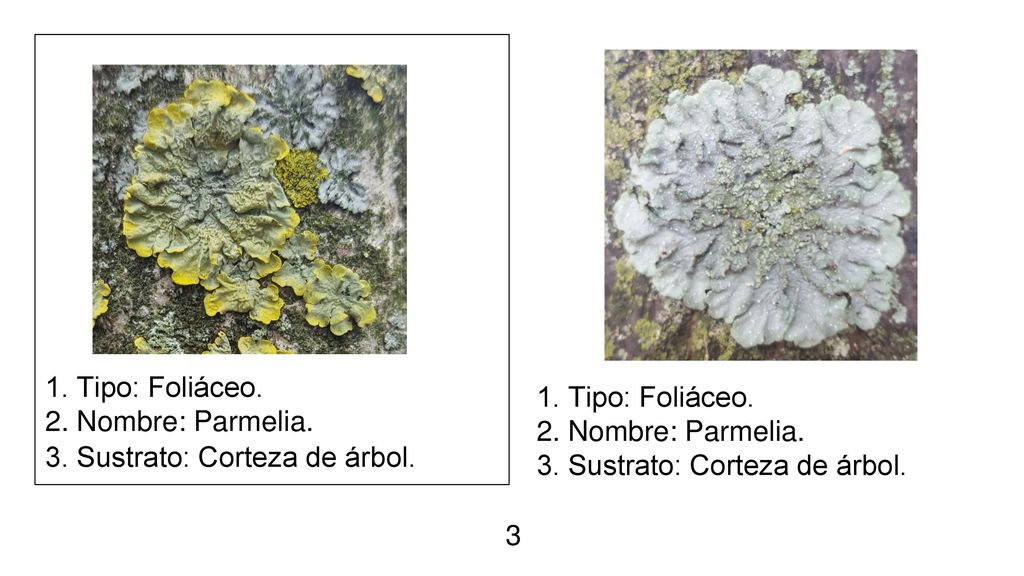 1. Tipo: Foliáceo. 2. Nombre: Parmelia. 3. Sustrato: Corteza de árbol. 1. Tipo: Foliáceo. 2. Nombre: Parmelia.