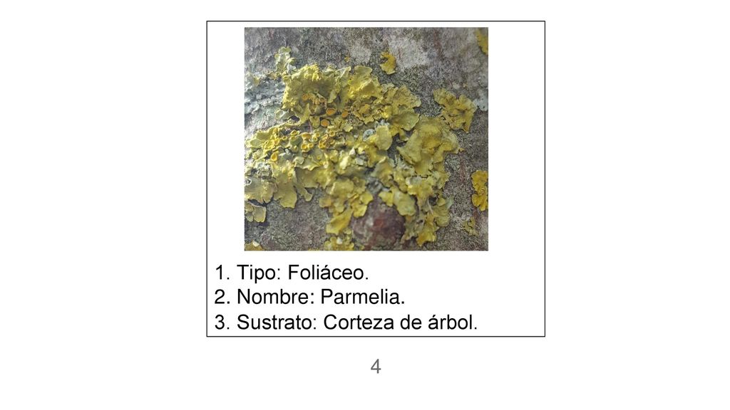 1. Tipo: Foliáceo. 2. Nombre: Parmelia. 3. Sustrato: Corteza de árbol. 4