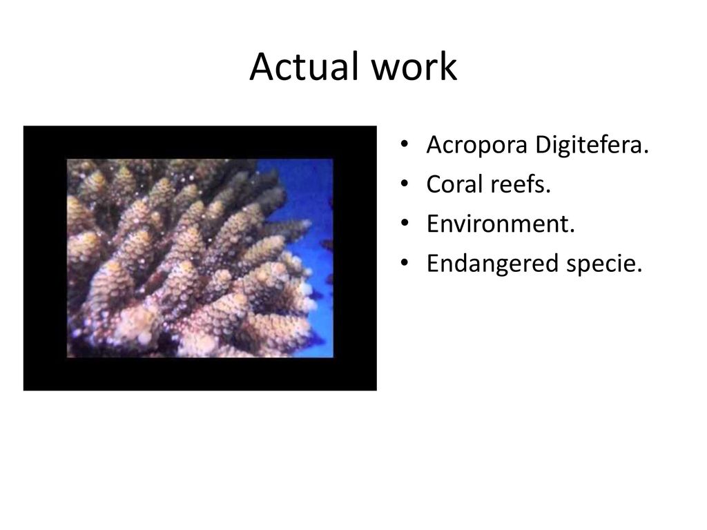 Actual work Acropora Digitefera. Coral reefs. Environment.
