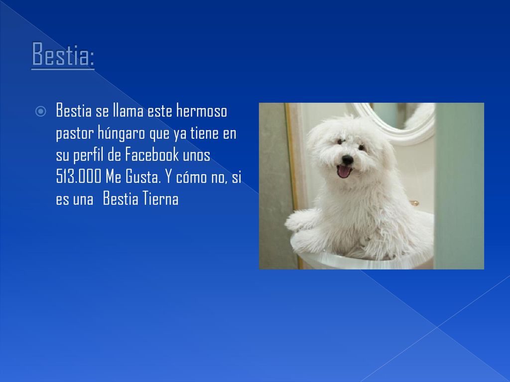 Bestia: Bestia se llama este hermoso pastor húngaro que ya tiene en su perfil de Facebook unos Me Gusta.