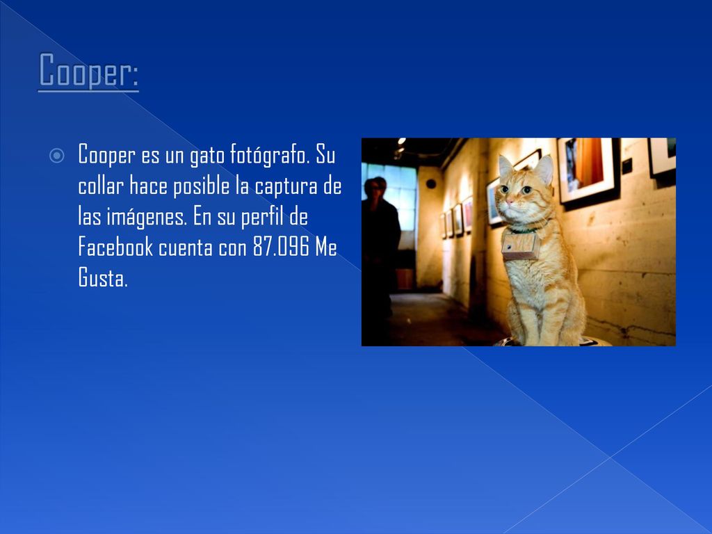 Cooper: Cooper es un gato fotógrafo. Su collar hace posible la captura de las imágenes.