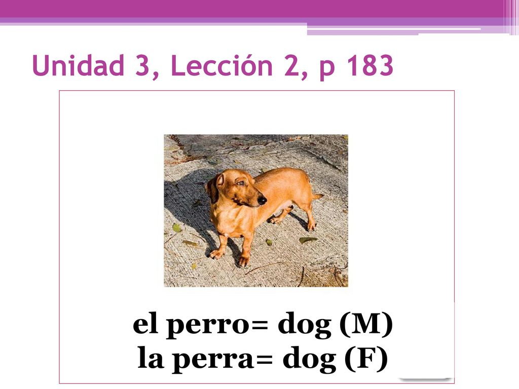 Unidad 3, Lección 2, p 183 el perro= dog (M) la perra= dog (F)