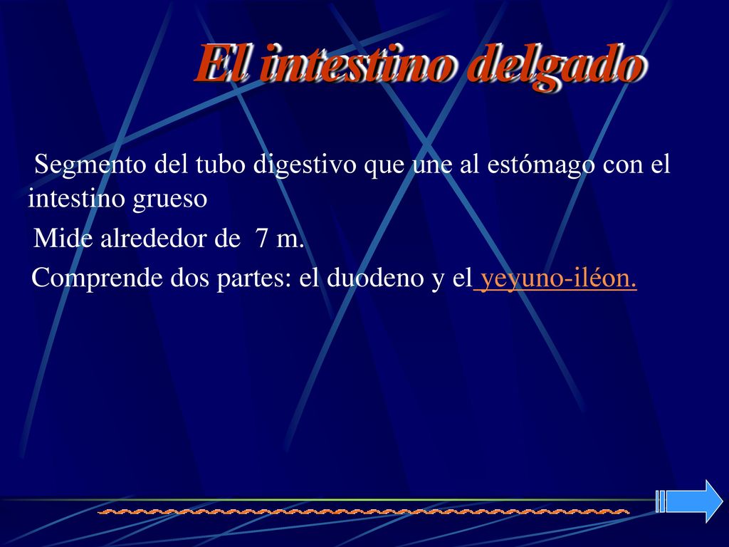 El intestino delgado Segmento del tubo digestivo que une al estómago con el intestino grueso. Mide alrededor de 7 m.