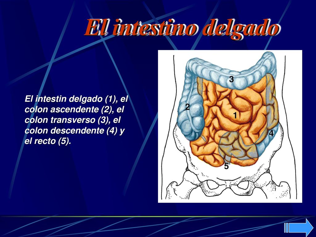 El intestino delgado El intestin delgado (1), el colon ascendente (2), el colon transverso (3), el colon descendente (4) y el recto (5).