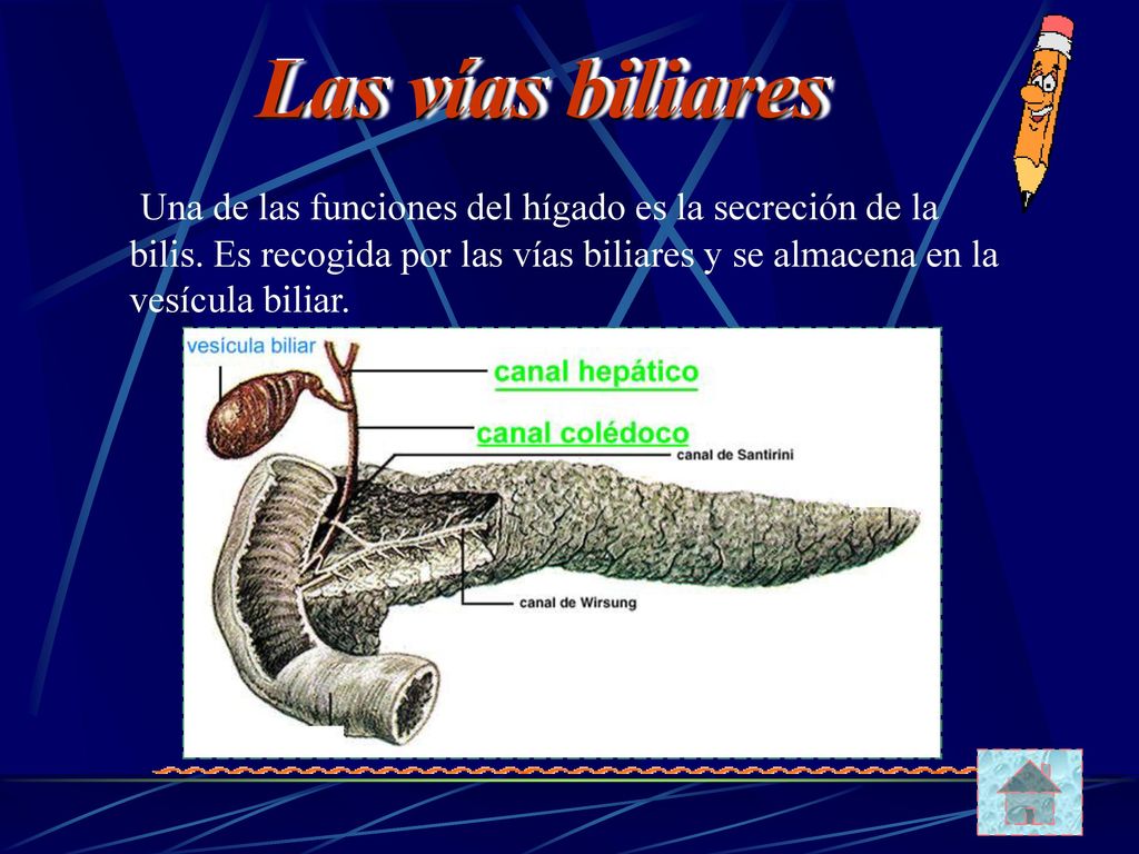Las vías biliares Una de las funciones del hígado es la secreción de la bilis.