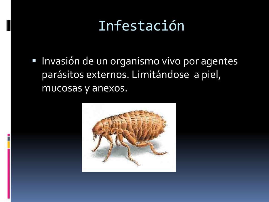 Infestación Invasión de un organismo vivo por agentes parásitos externos.