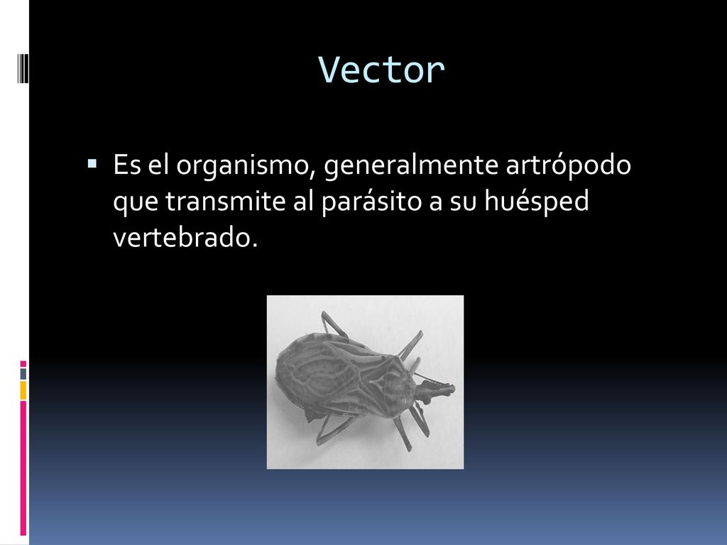 Vector Es el organismo, generalmente artrópodo que transmite al parásito a su huésped vertebrado.