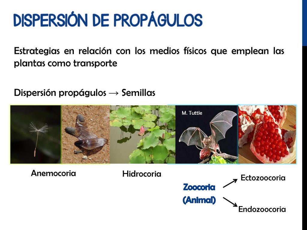 Estrategias en relación con los medios físicos que emplean las plantas como transporte Dispersión propágulos → Semillas