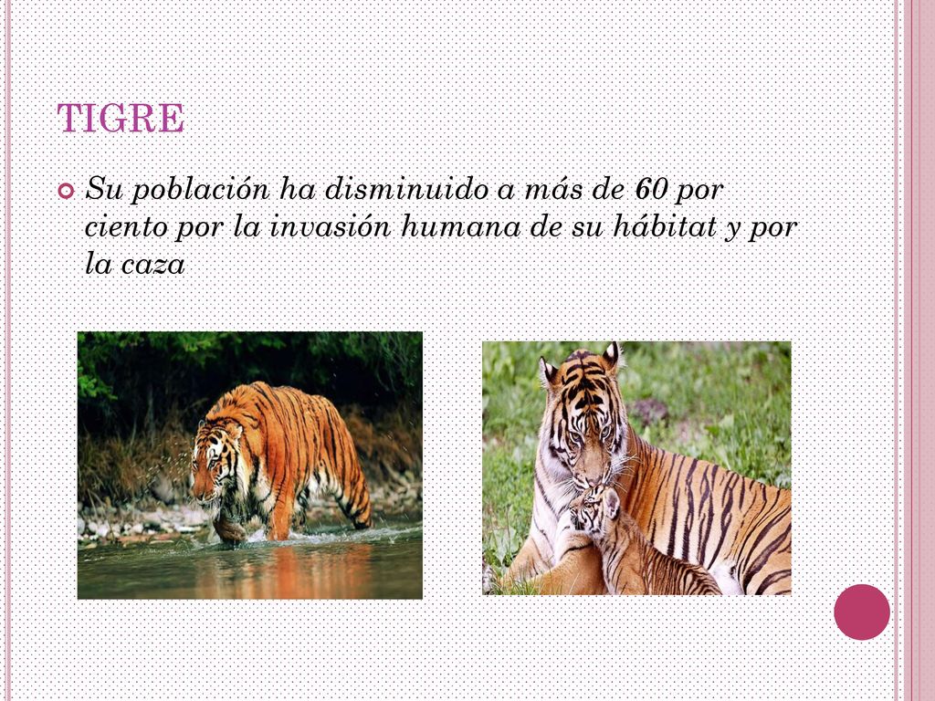 TIGRE Su población ha disminuido a más de 60 por ciento por la invasión humana de su hábitat y por la caza