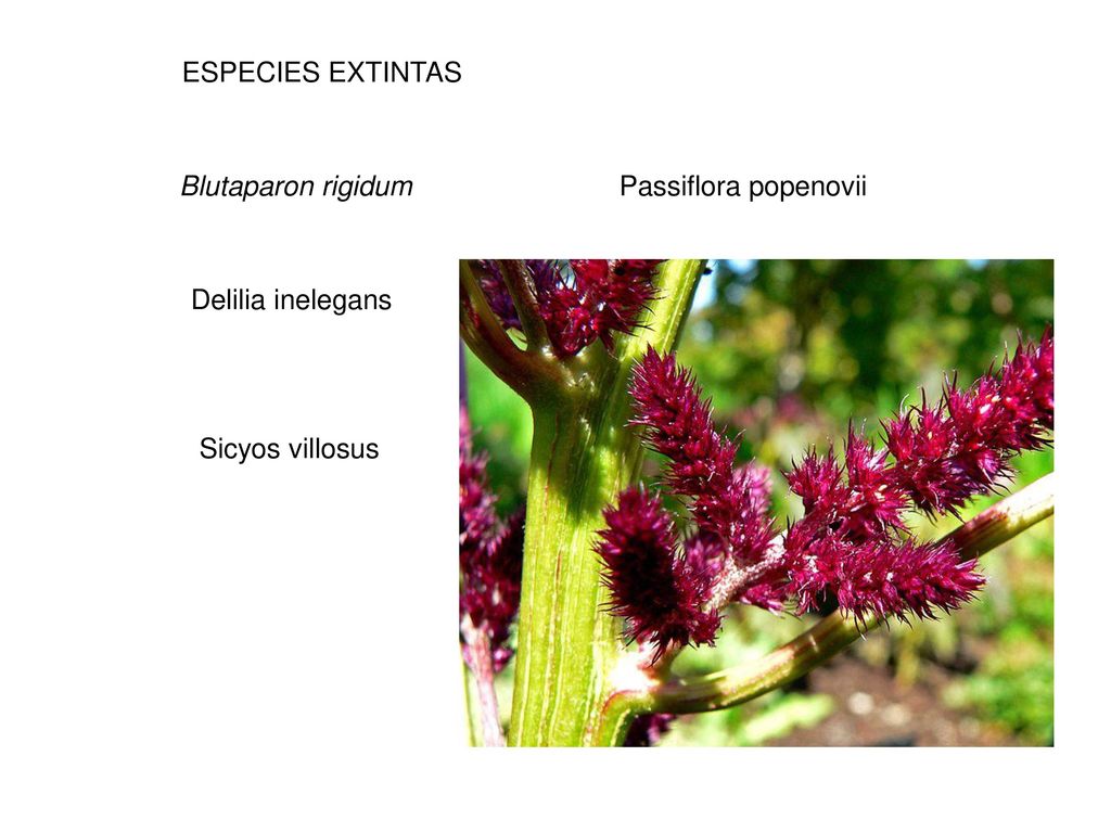 ESPECIES EXTINTAS Blutaparon rigidum Passiflora popenovii Delilia inelegans Sicyos villosus