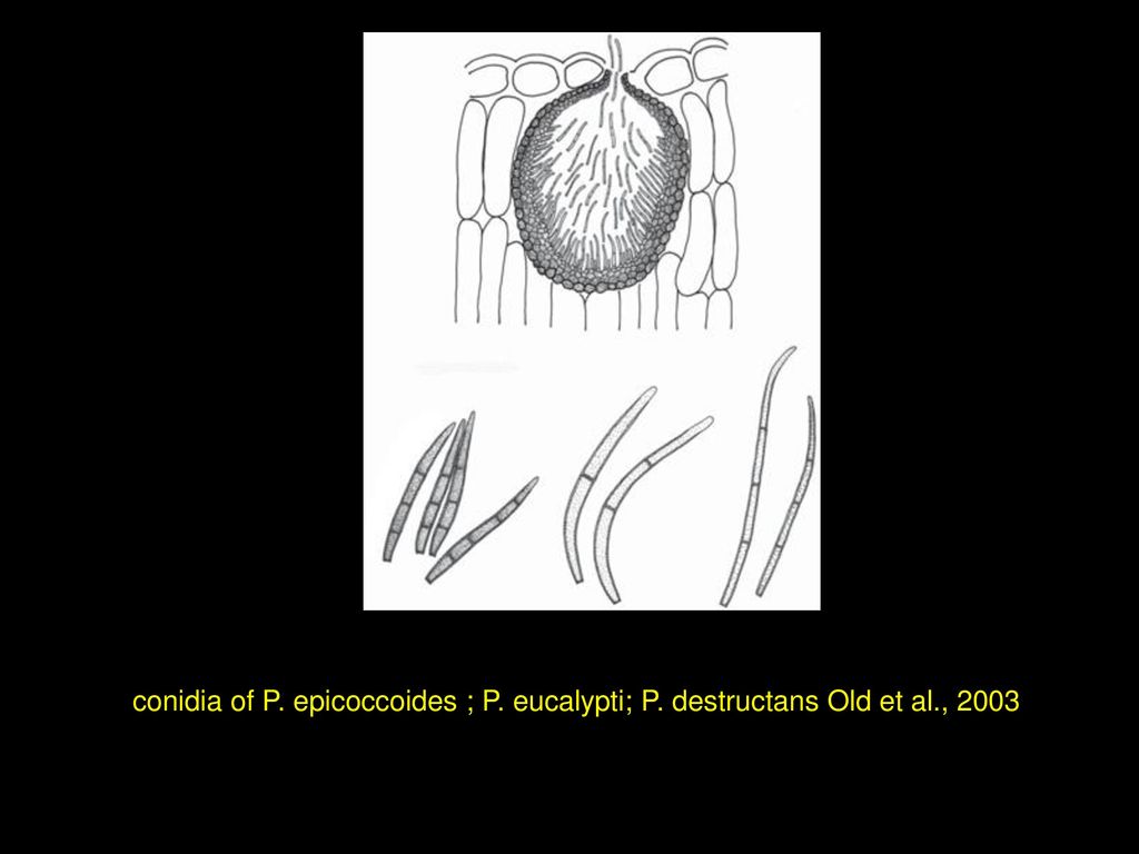 conidia of P. epicoccoides ; P. eucalypti; P. destructans Old et al