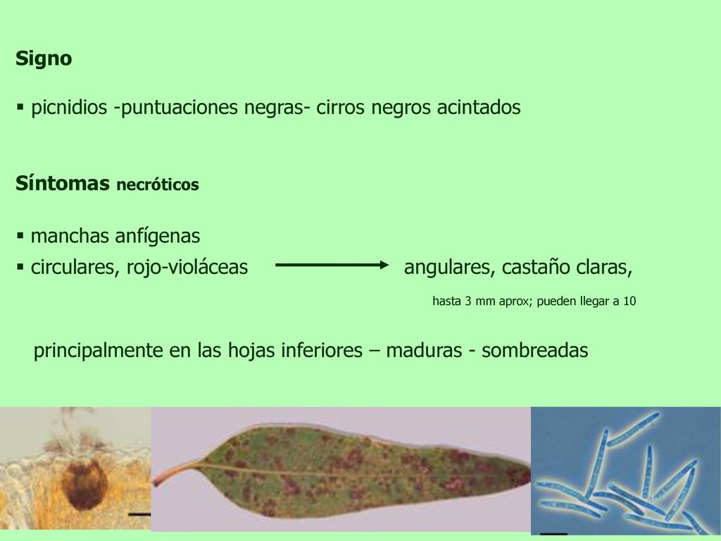Signo picnidios -puntuaciones negras- cirros negros acintados. Síntomas necróticos. manchas anfígenas.