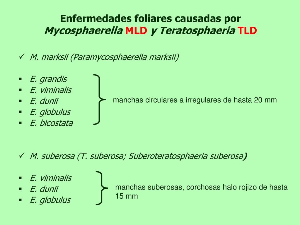 Enfermedades foliares causadas por Mycosphaerella MLD y Teratosphaeria TLD