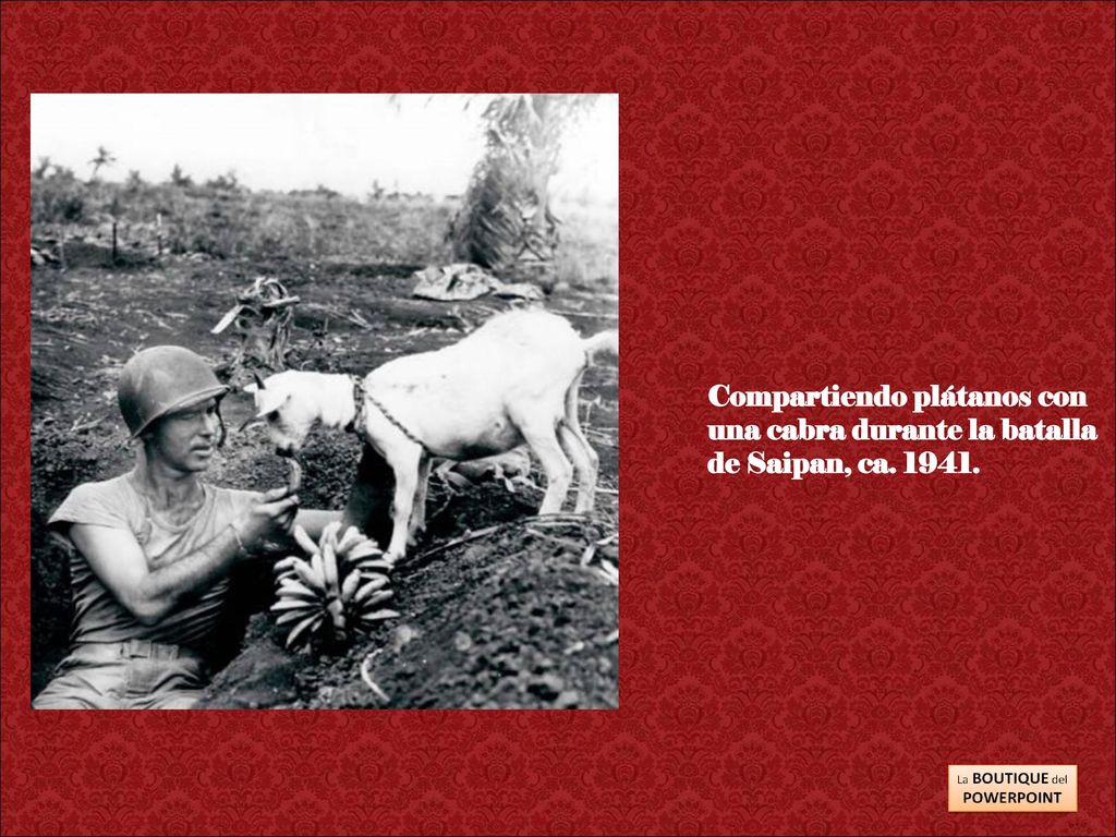 Compartiendo plátanos con una cabra durante la batalla de Saipan, ca