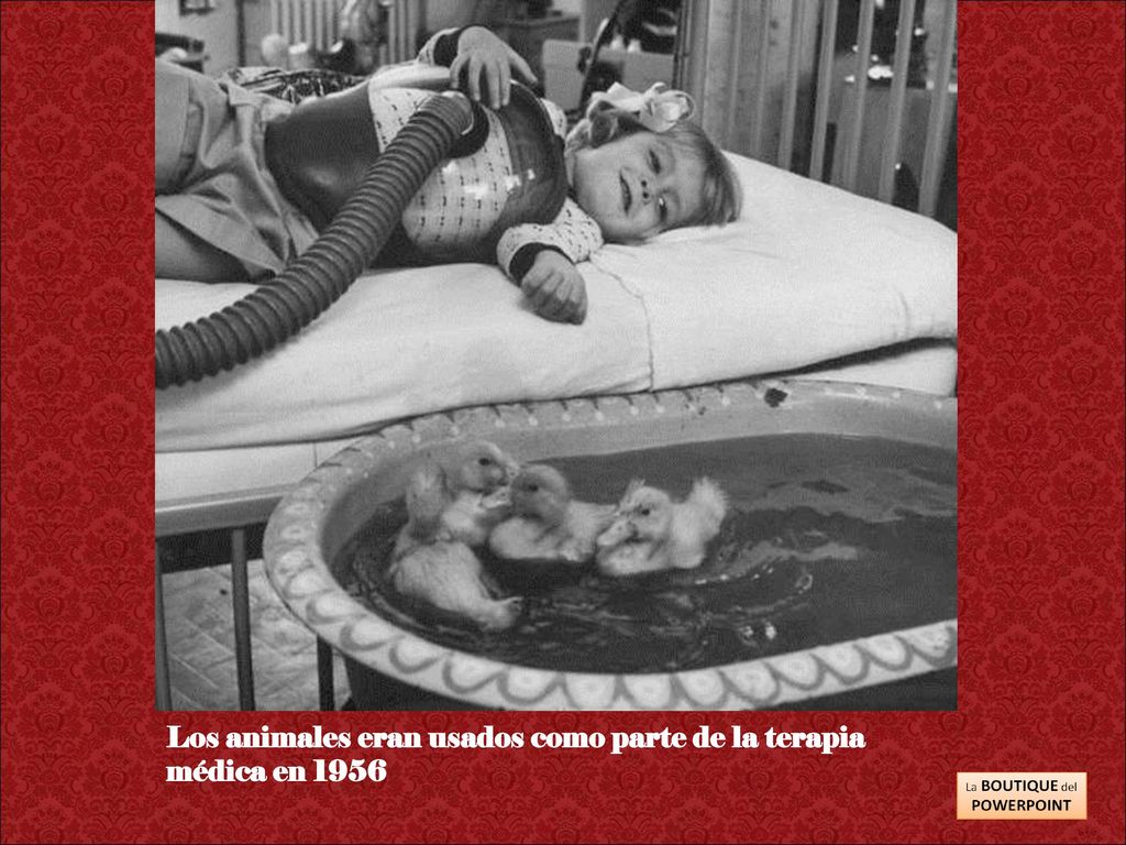 Los animales eran usados como parte de la terapia médica en 1956