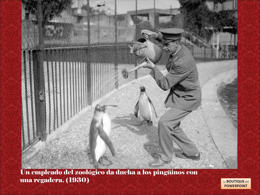 Un empleado del zoológico da ducha a los pingüinos con una regadera