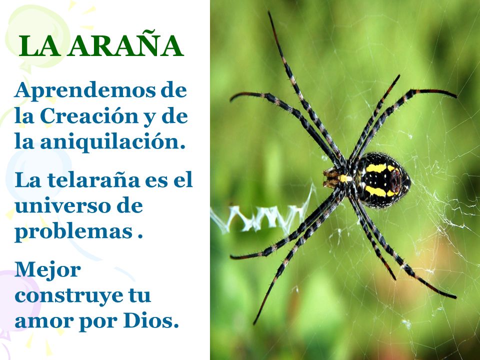 LA ARAÑA Aprendemos de la Creación y de la aniquilación.