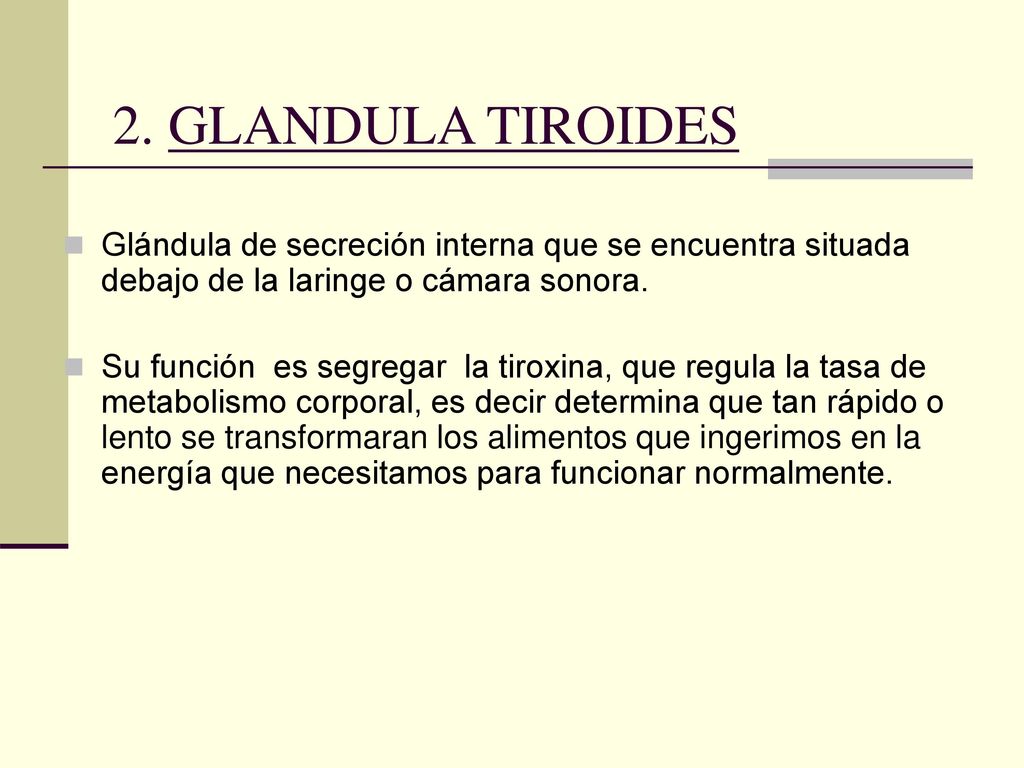 2. GLANDULA TIROIDES Glándula de secreción interna que se encuentra situada debajo de la laringe o cámara sonora.
