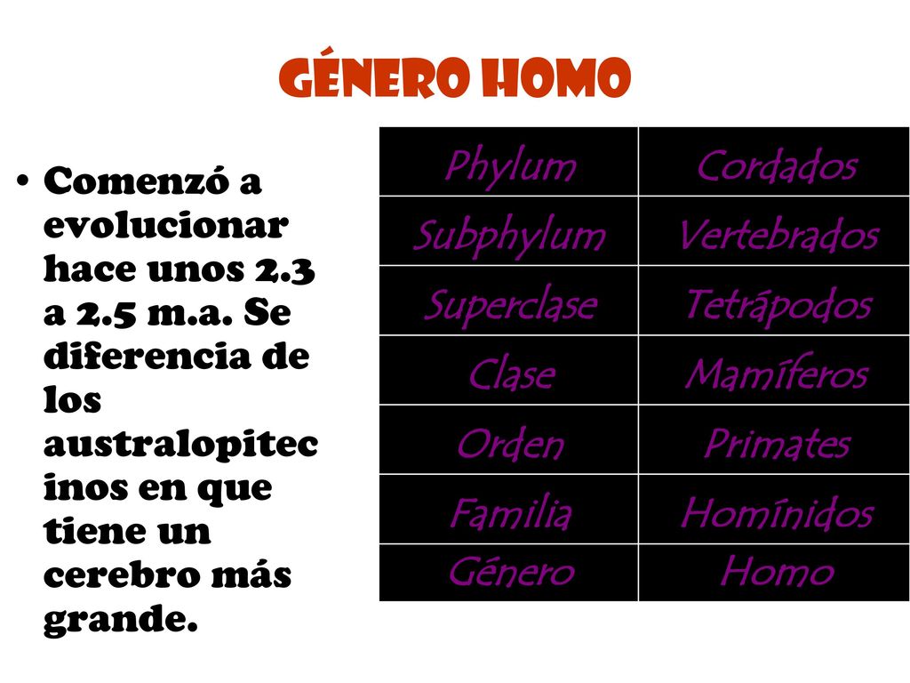 Género Homo Phylum Cordados Subphylum Vertebrados Superclase